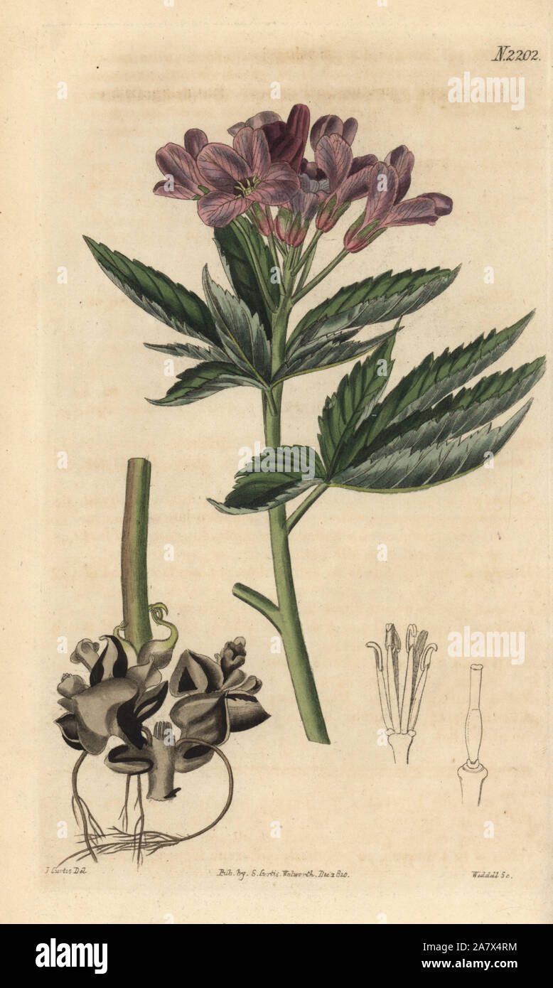Showy toothwort, Cardamine pentaphyllos (Five-leaved toothwort, Dentaria pentaphylla). Handcoloured copperplate engraving by Weddell after a drawing by John Curtis for Samuel Curtis' continuation of William Curtis' Botanical Magazine, London, 1820. Stock Photo