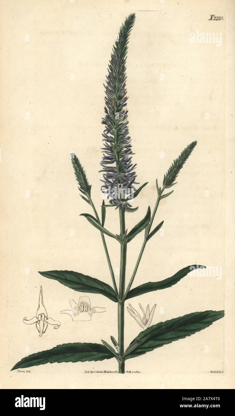 Royal candles, Veronica spicata subsp. orchidea (Orchis-flowered speedwell, Veronica orchidea). Handcoloured copperplate engraving by Weddell after a drawing by John Curtis for Samuel Curtis' continuation of William Curtis' Botanical Magazine, London, 1821. Stock Photo