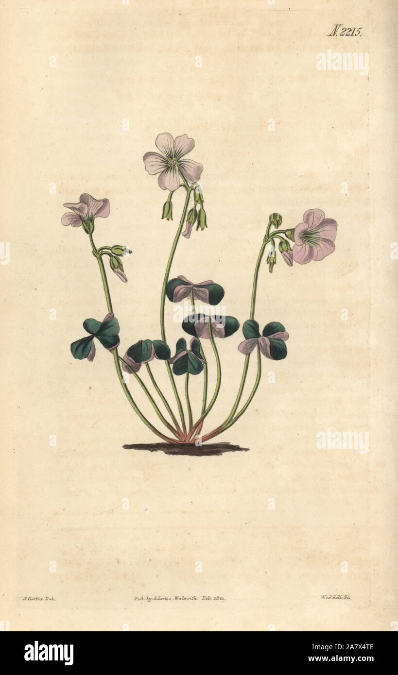 Violet Coloured Wood Sorrel Oxalis Violacea Handcoloured Copperplate Engraving By Weddell After A Drawing By John Curtis For Samuel Curtis Continuation Of William Curtis Botanical Magazine London 11 Stock Photo Alamy