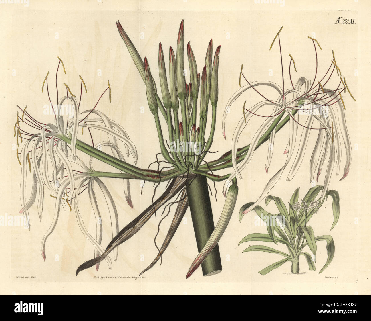 Spider lily, Crinum asiaticum (Sloping flowered crinum, Crinum declinatum). Handcoloured copperplate engraving by Weddell after a drawing by William Herbert for Samuel Curtis' continuation of William Curtis' Botanical Magazine, London, 1822. Stock Photo