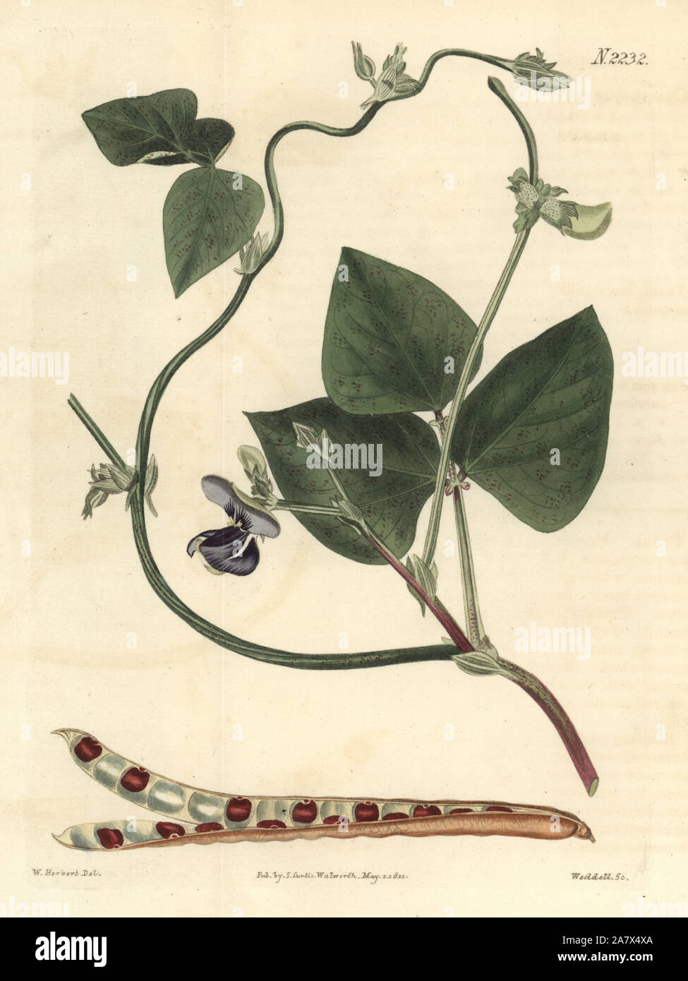 Cowpea, Vigna unguiculata (Chinese dolichos, Dolichos sinensis). Handcoloured copperplate engraving by Weddell after a drawing by William Herbert for Samuel Curtis' continuation of William Curtis' Botanical Magazine, London, 1822. Stock Photo