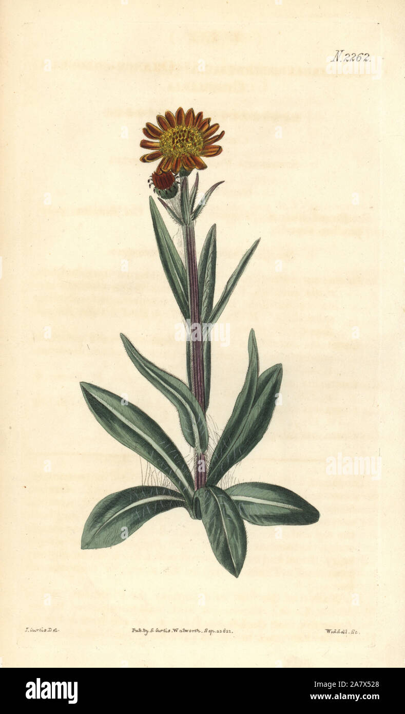 Tephroseris integrifolia (Orange-coloured cineraria, Cineraria aurantiaca). Handcoloured copperplate engraving by Weddell after a drawing by John Curtis for Samuel Curtis' continuation of William Curtis' Botanical Magazine, London, 1822. Stock Photo