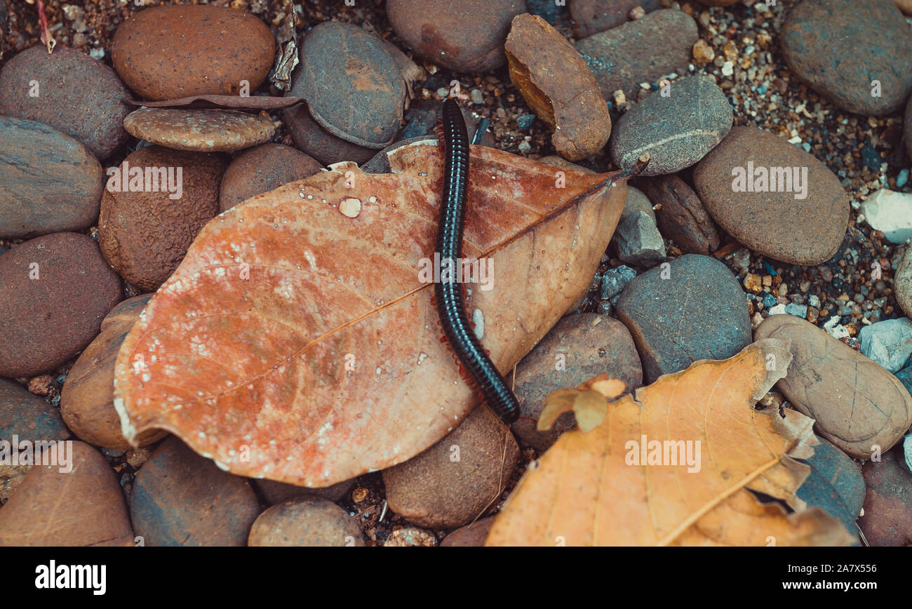 Centipede, Myriapoda diplopoda arthropoda tracheata wild inseect Stock Photo