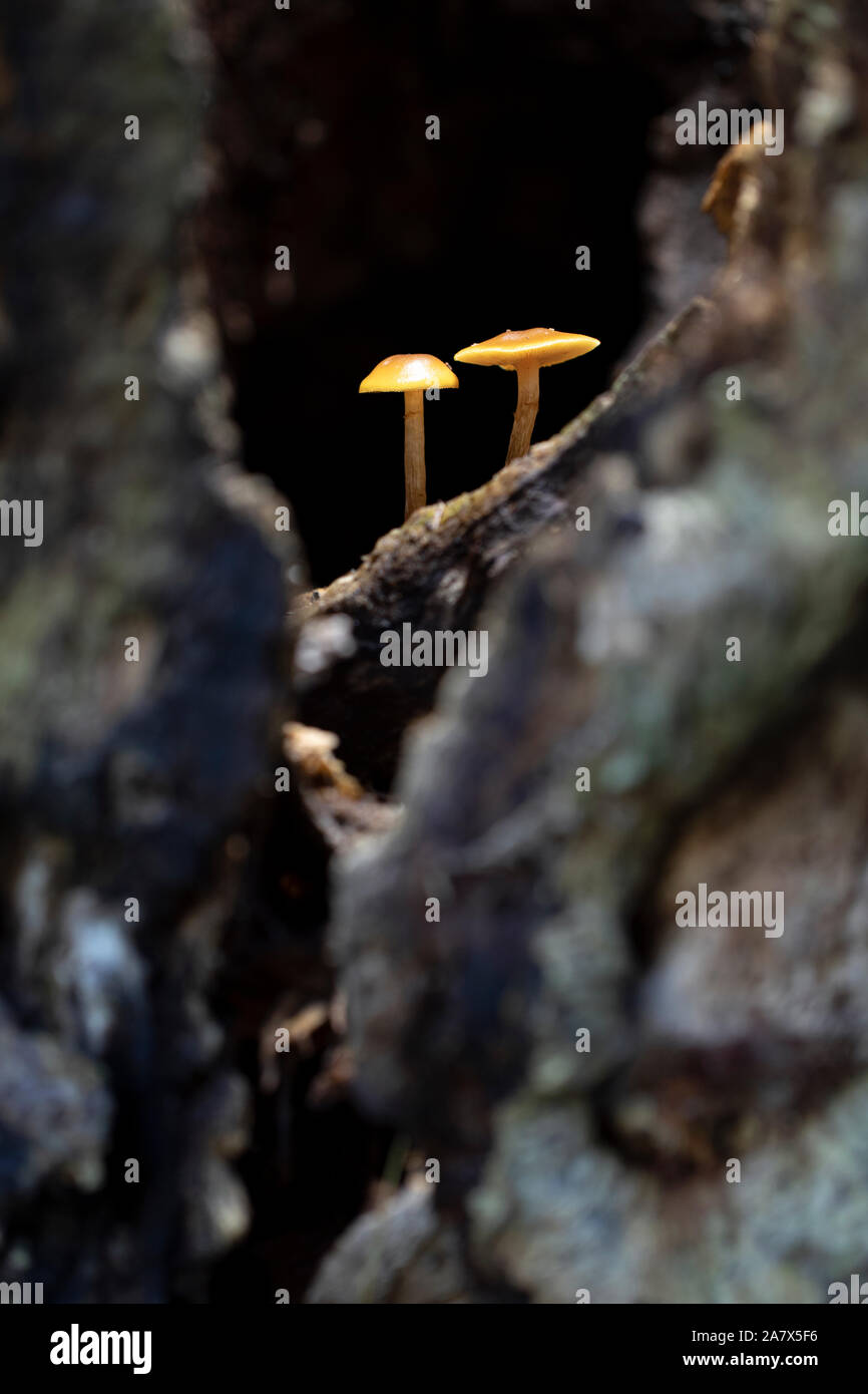 Inside tree hi-res stock photography and images - Alamy