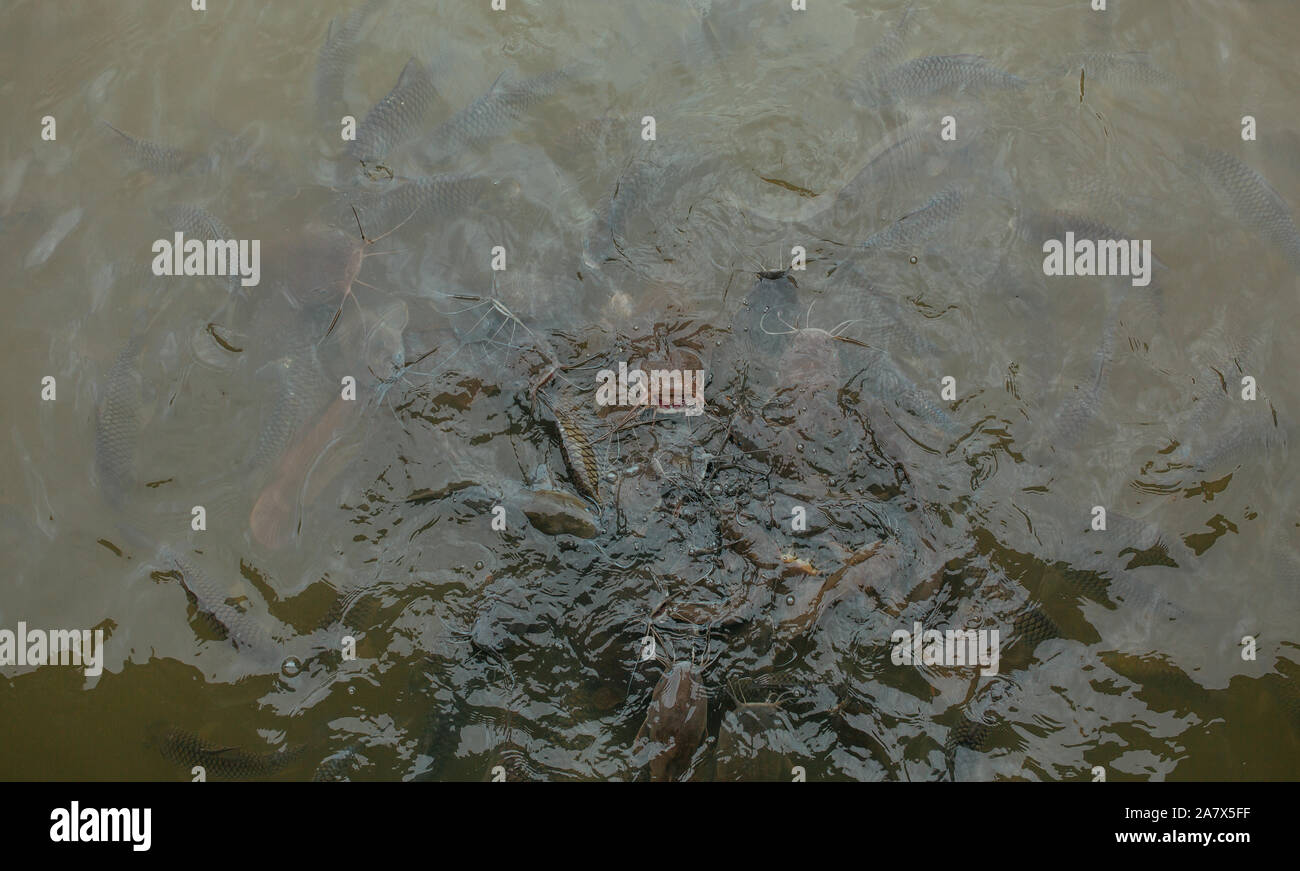 Carps next to surface of water in the pond in Thailand Stock Photo Biology Diagrams
