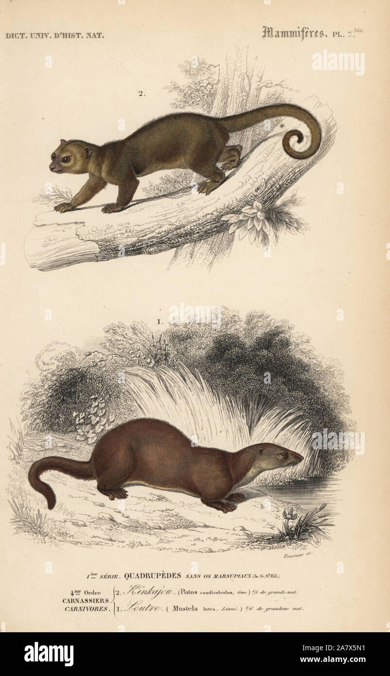 Kinkajou, Potos flavus, and European otter, Lutra lutra. Handcolored engraving by Fournier from Charles d'Orbigny's Dictionnaire Universel d'Histoire Naturelle (Dictionary of Natural History), Paris, 1849. Stock Photo