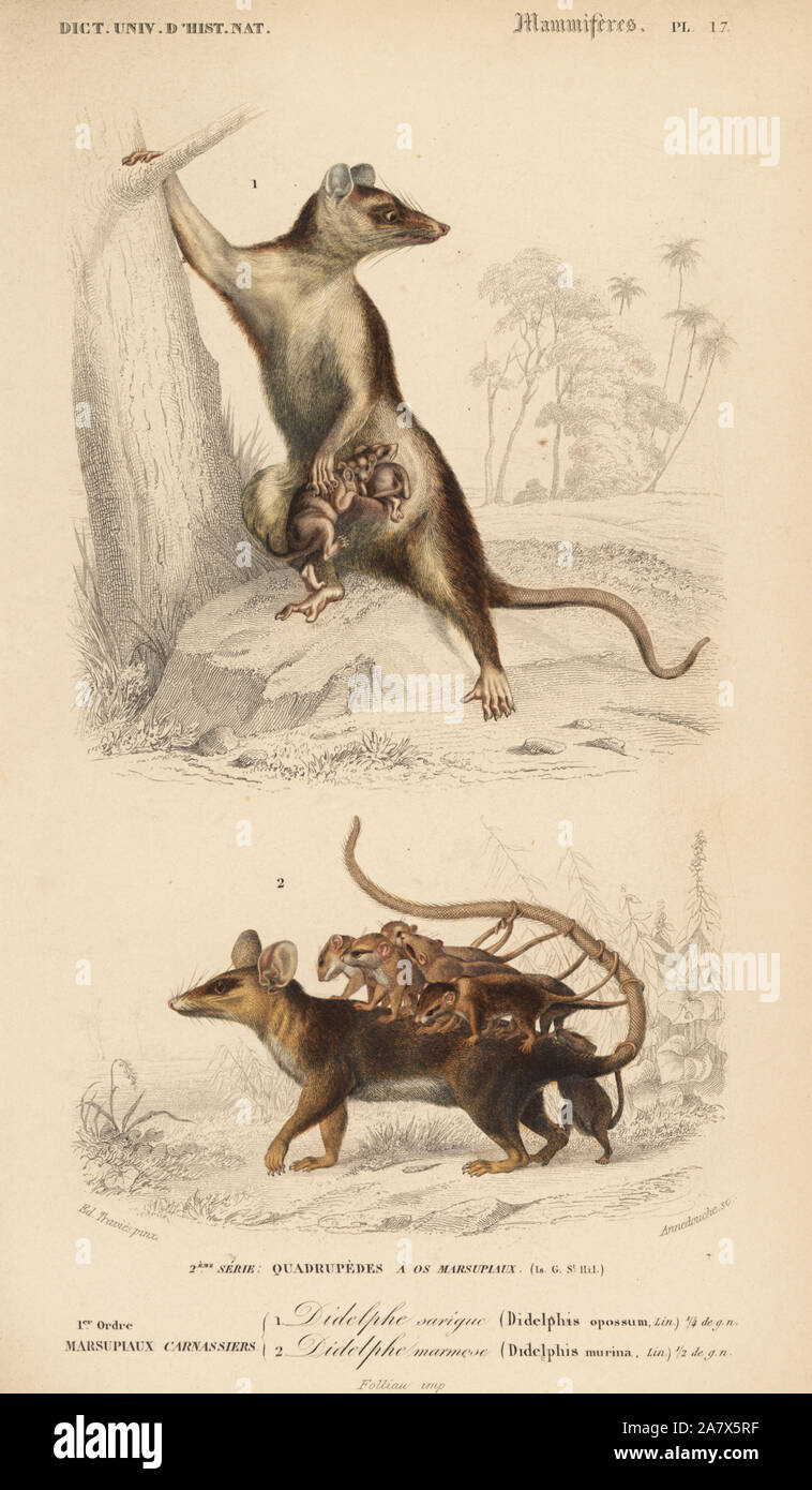 Gray four-eyed opossum, Philander opossum, and Linnaeus's mouse opossum, Marmosa murina. Handcoloured engraving by Fournier after an illustration by Edouard Travies from Charles d'Orbigny's Dictionnaire Universel d'Histoire Naturelle (Dictionary of Natural History), Paris, 1849. Stock Photo