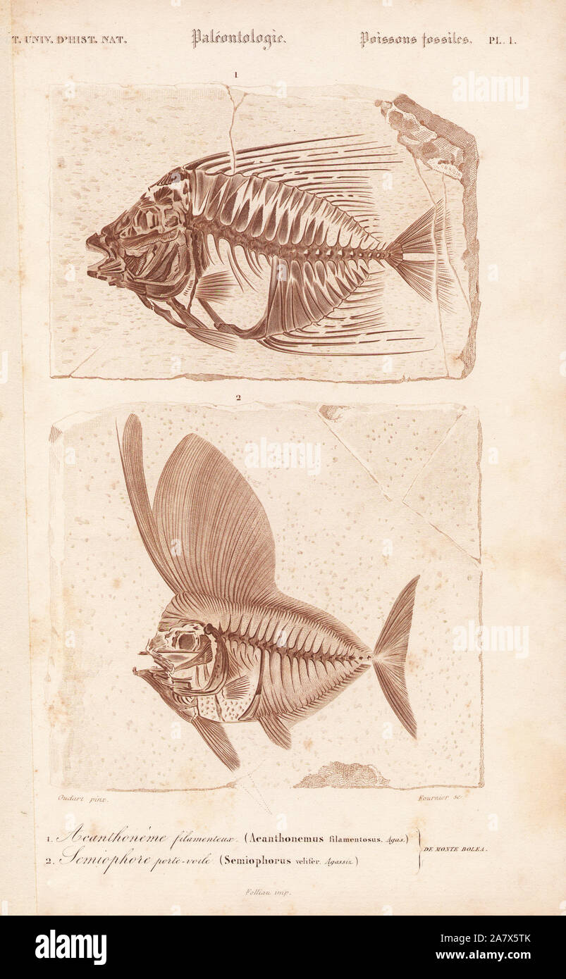 Fossil of extinct ray-finned fish, Acanthonemus filamentosus and Semiophorus velifer. Engraving by Fournier after an illustration by Oudart from Charles d'Orbigny's Dictionnaire Universel d'Histoire Naturelle (Dictionary of Natural History), Paris, 1849. Stock Photo