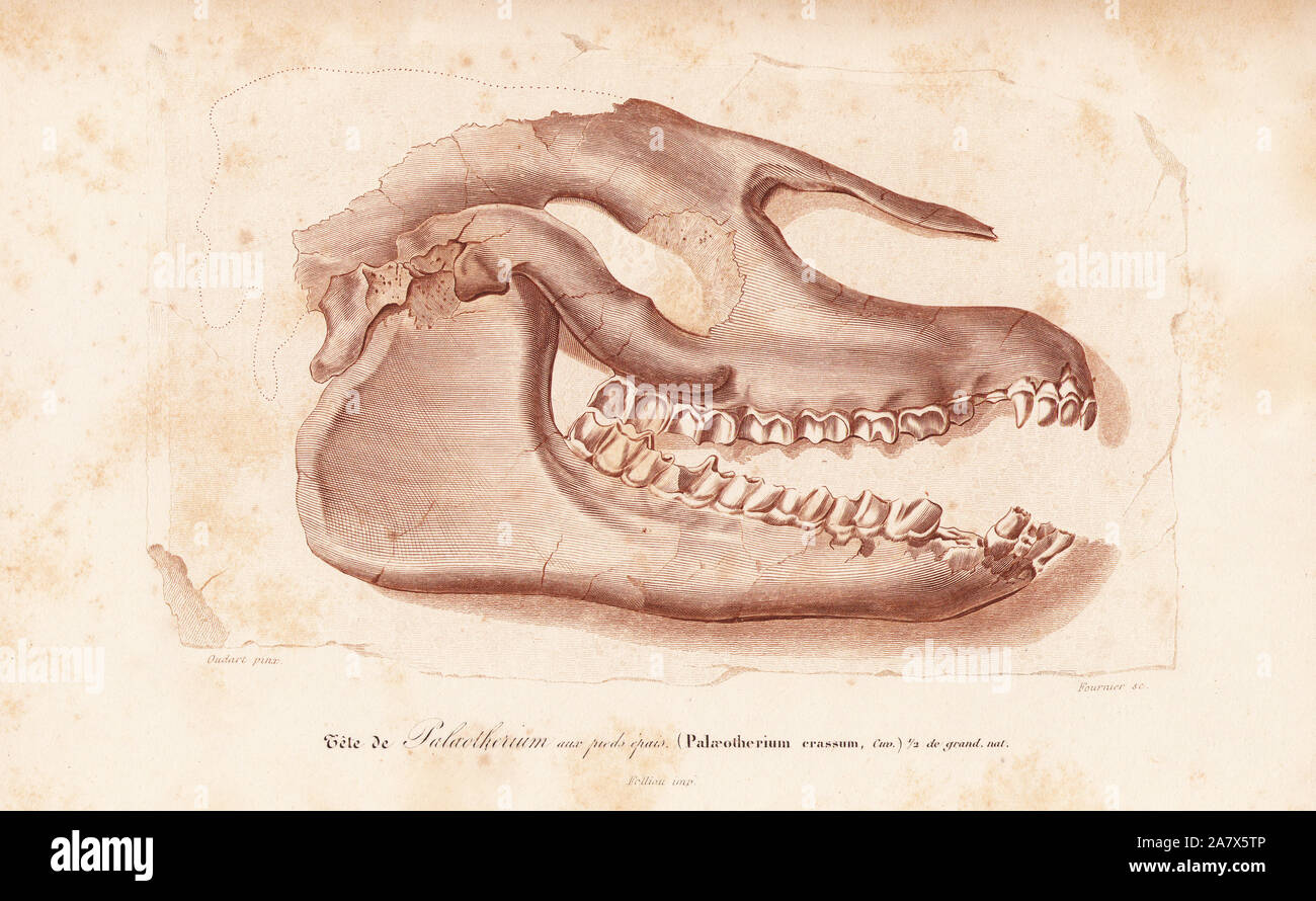 Fossil skull of extinct Palaeotherium crassum. Engraving by Fournier after  an illustration by Oudart from Charles d'Orbigny's Dictionnaire Universel d' Histoire Naturelle (Dictionary of Natural History), Paris, 1849 Stock Photo  - Alamy