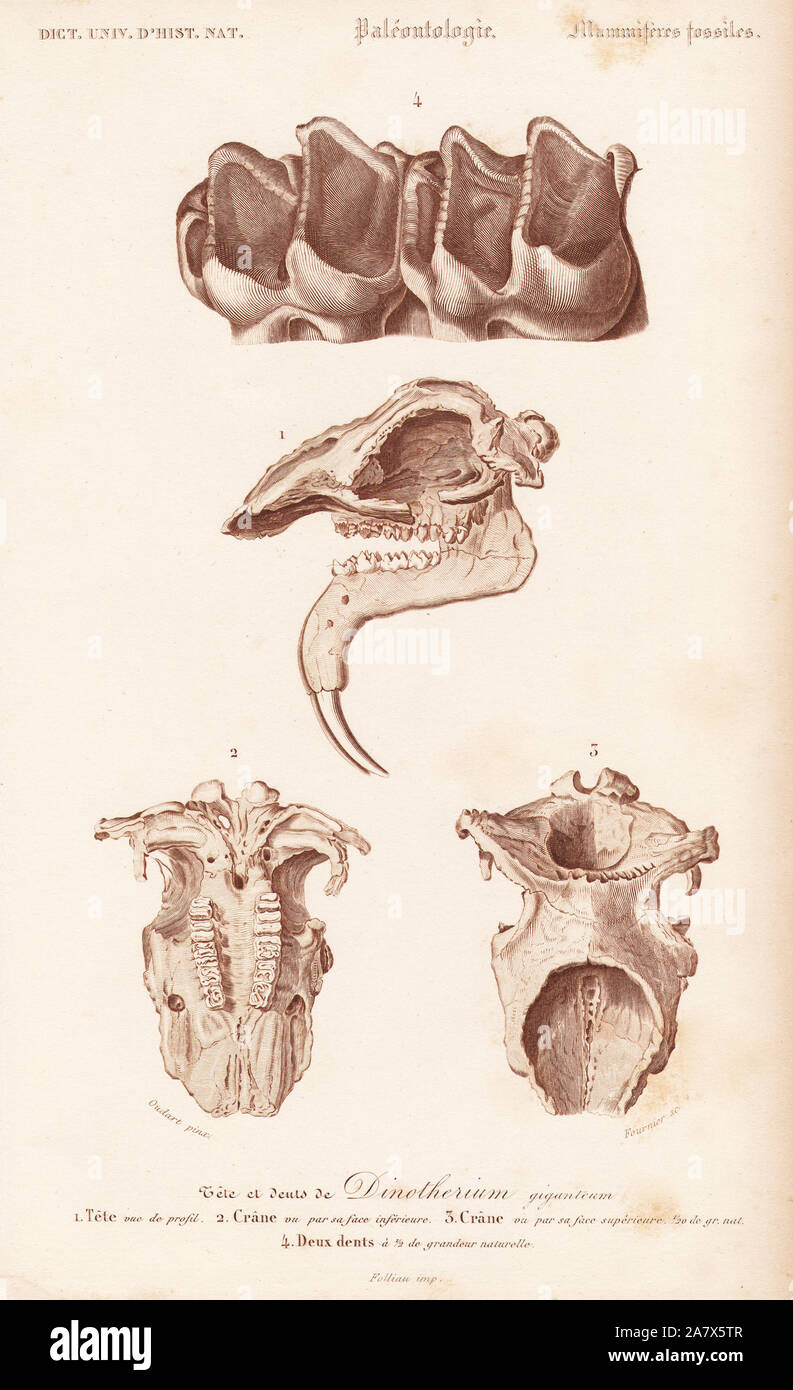 Fossil teeth, skull and jaw of the extinct Deinotherium giganteum.  Engraving by Fournier after an illustration by Oudart from Charles  d'Orbigny's Dictionnaire Universel d'Histoire Naturelle (Dictionary of  Natural History), Paris, 1849 Stock, image size:793x1390