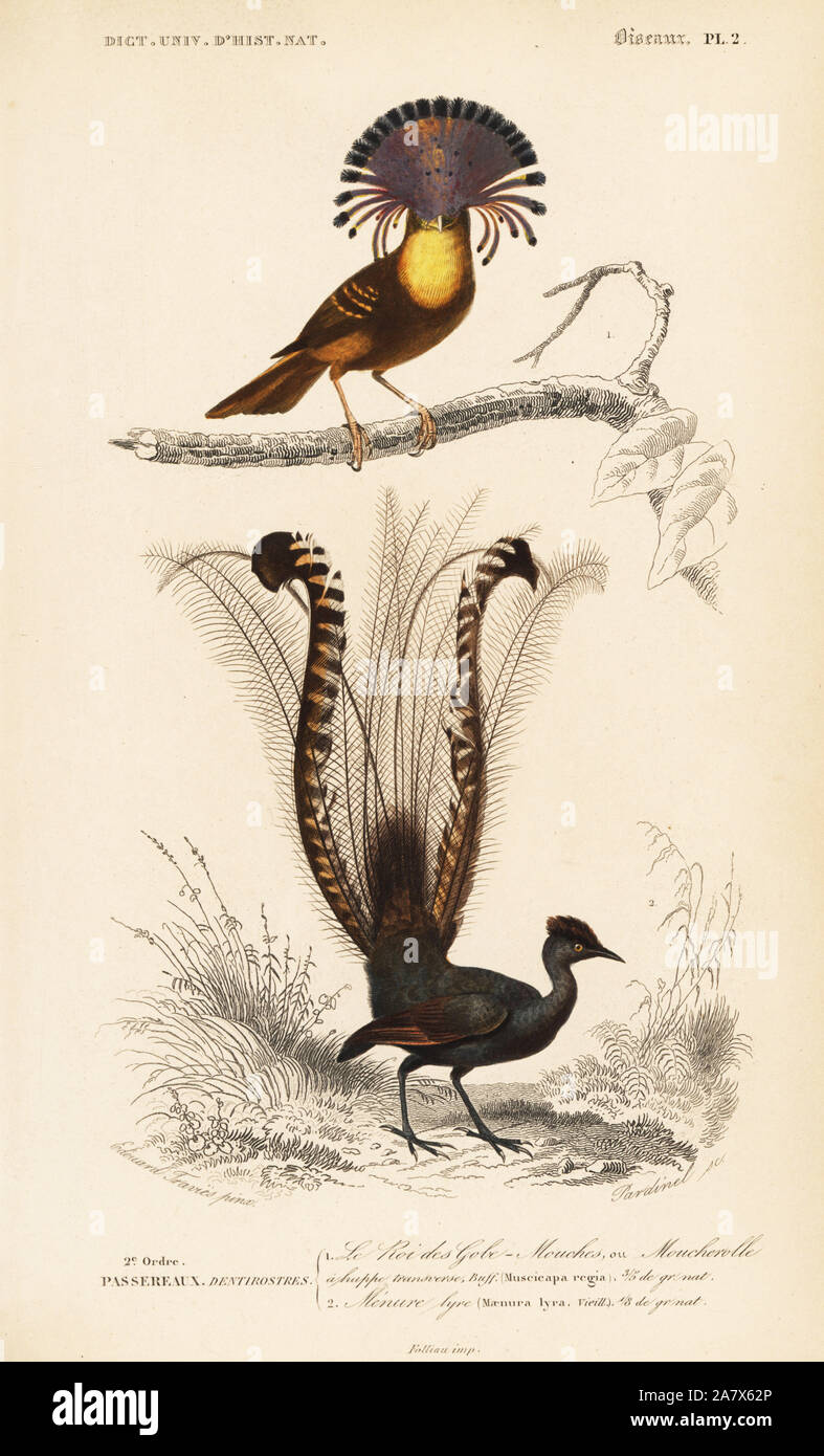 Superb lyrebird, Menura novaehollandiae, and Amazonian royal flycatcher, Onychorhynchus coronatus. Handcoloured engraving by Fournier after an illustration by Edouard Travies from Charles d'Orbigny's Dictionnaire Universel d'Histoire Naturelle (Dictionary of Natural History), Paris, 1849. Stock Photo