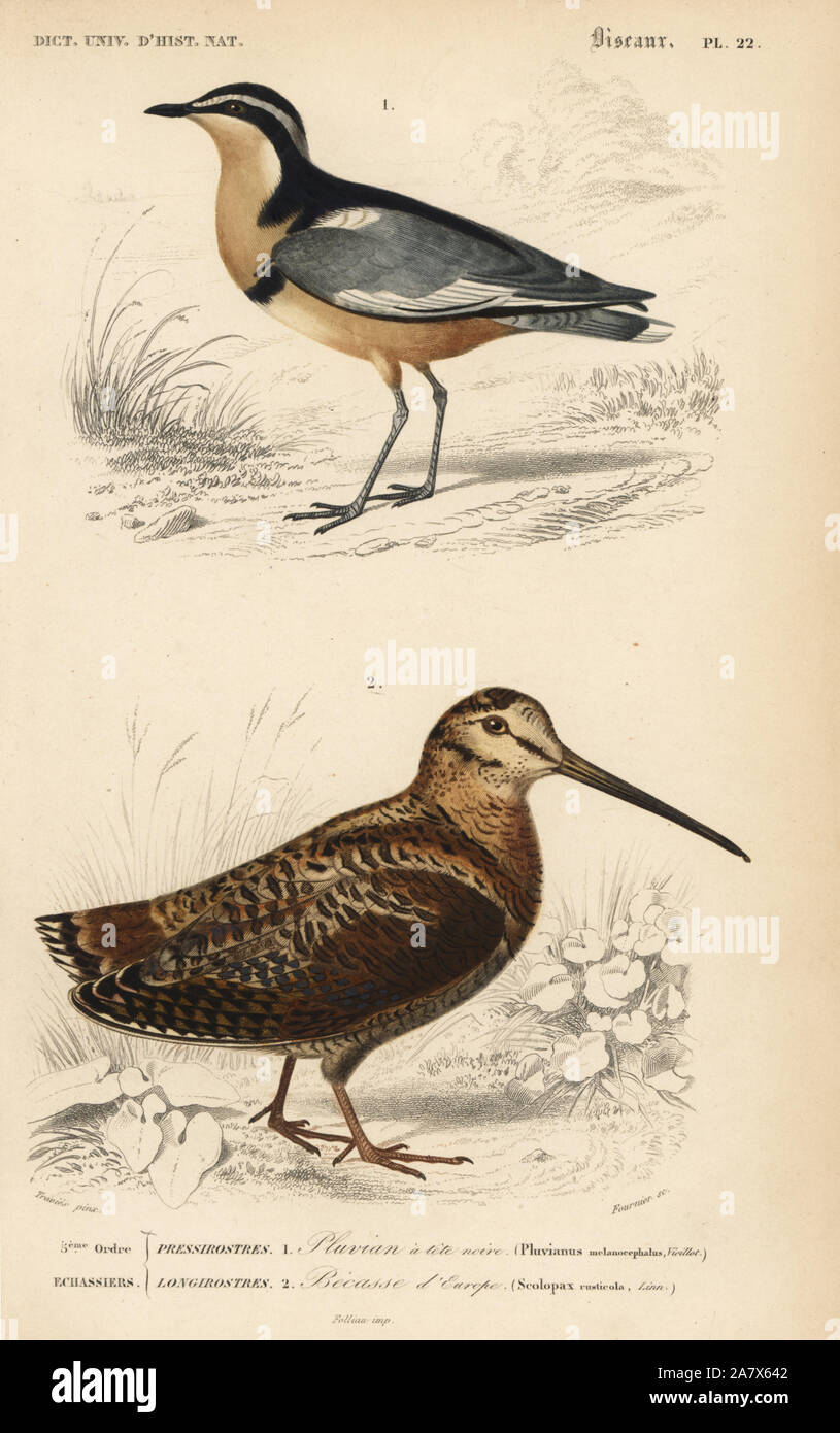 Egyptian plover, Pluvianus aegyptius, and Eurasian woodcock, Scolopax