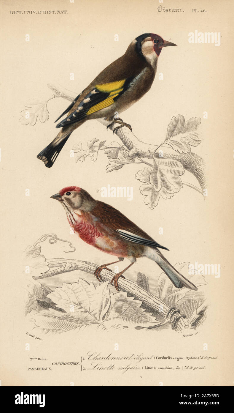Goldfinch, Carduelis carduelis, and common linnet, Carduelis cannabina. Handcoloured engraving by Fournier after an illustration by Edouard Travies from Charles d'Orbigny's Dictionnaire Universel d'Histoire Naturelle (Dictionary of Natural History), Paris, 1849. Stock Photo