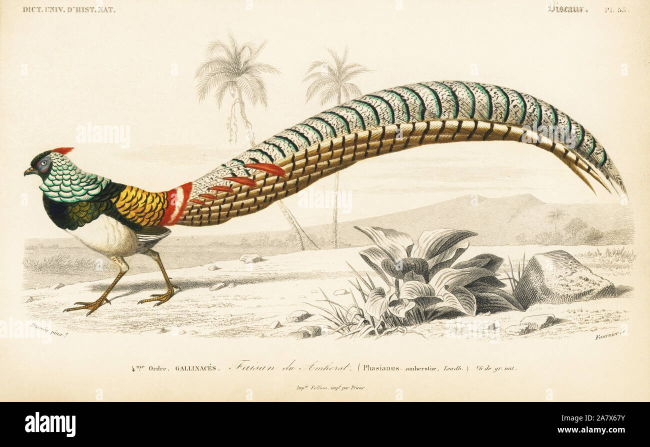 Lady Amherst's pheasant, Chrysolophus amherstiae. Handcoloured engraving by Fournier after an illustration by Edouard Travies from Charles d'Orbigny's Dictionnaire Universel d'Histoire Naturelle (Dictionary of Natural History), Paris, 1849. Stock Photo
