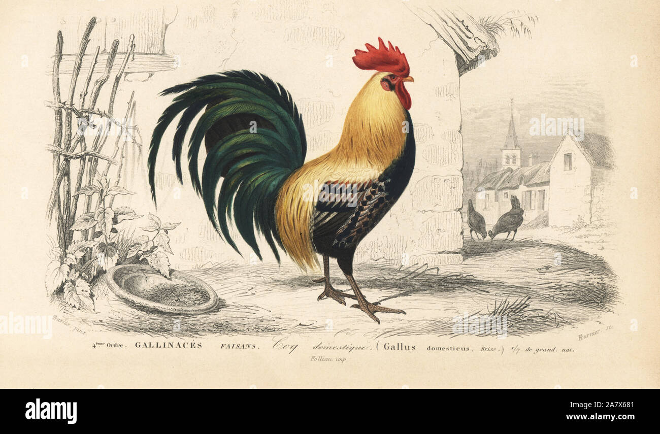 Domesticated chicken, male, Gallus gallus domesticus. Handcoloured
