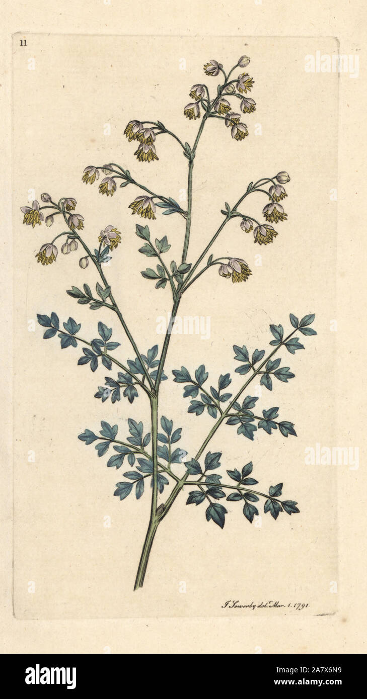 Lesser meadow rue, Thalictrum minus. Handcoloured copperplate engraving after an illustration by James Sowerby from James Smith's English Botany, London, 1791. Stock Photo