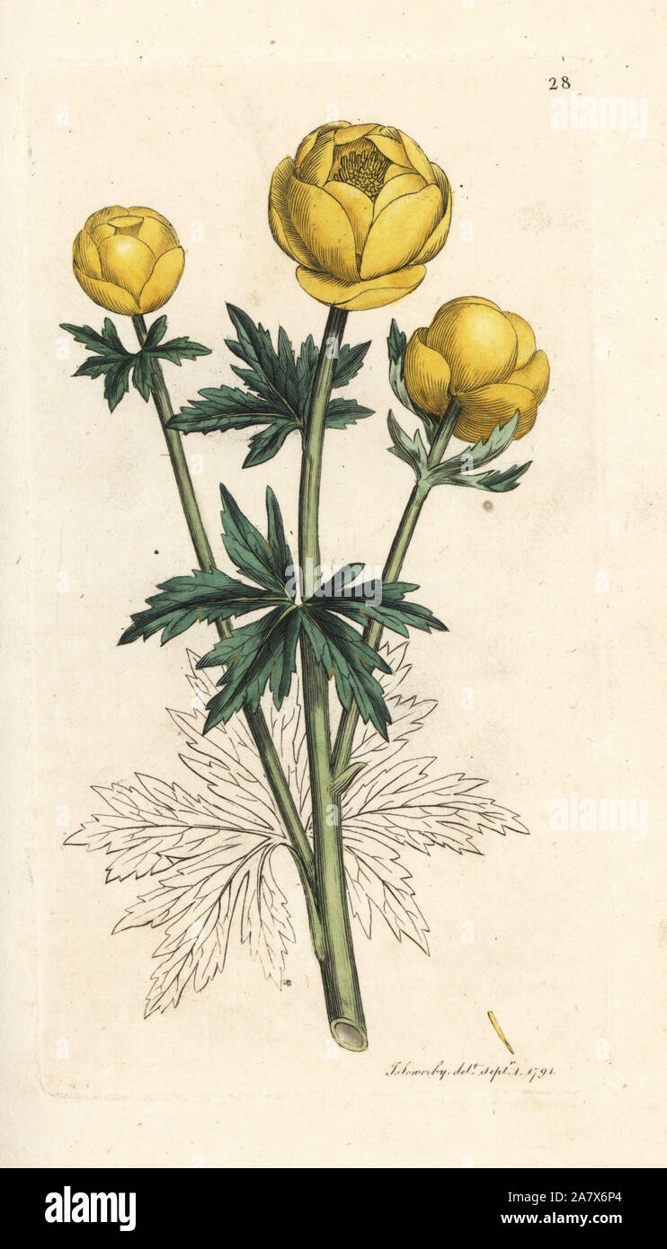 Globe flower, Trollius europaeus. Handcoloured copperplate engraving after an illustration by James Sowerby from James Smith's English Botany, London, 1791. Stock Photo
