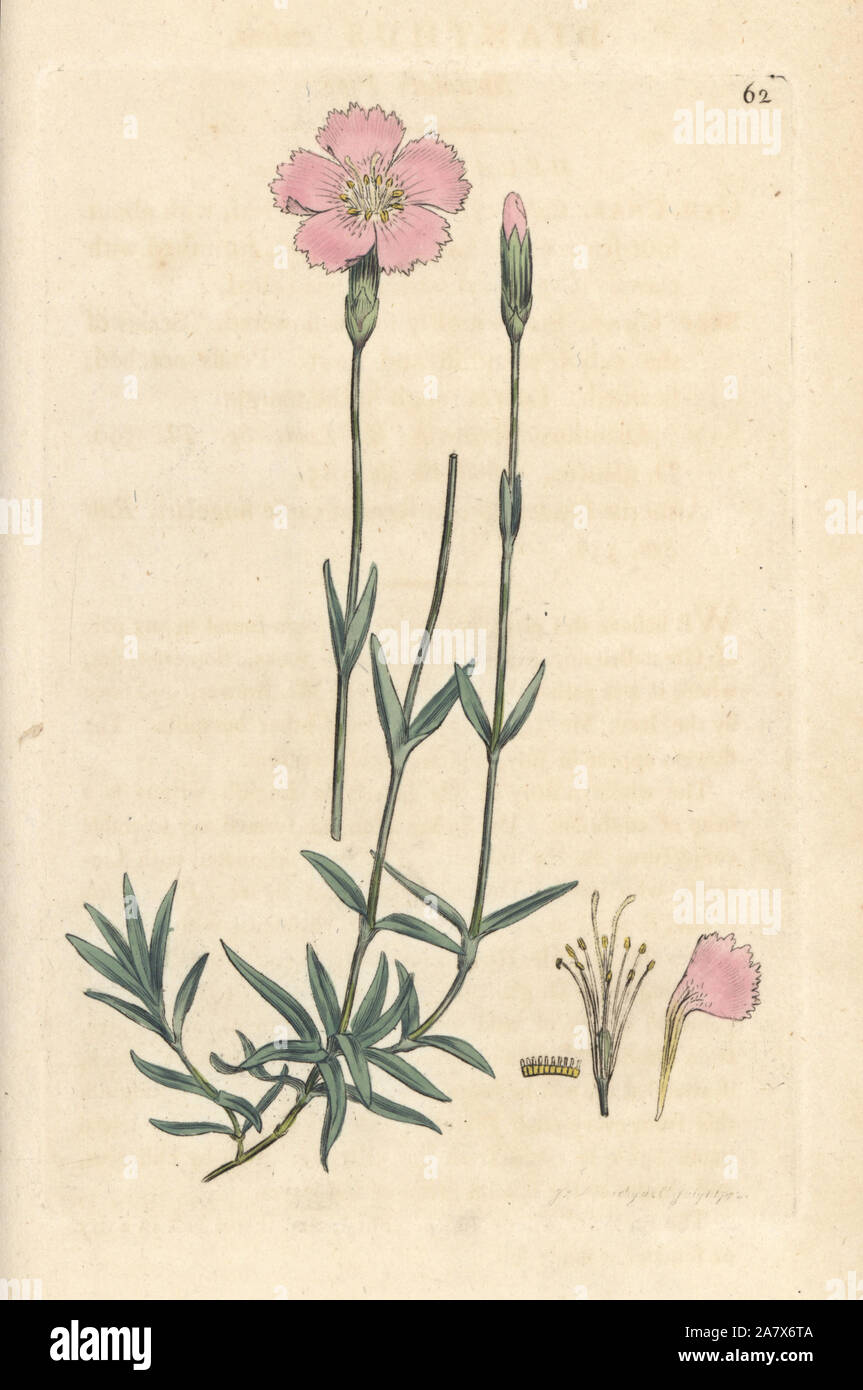 Mountain pink, Dianthus caesius. Handcoloured copperplate engraving after an illustration by James Sowerby from James Smith's English Botany, London, 1792. Stock Photo