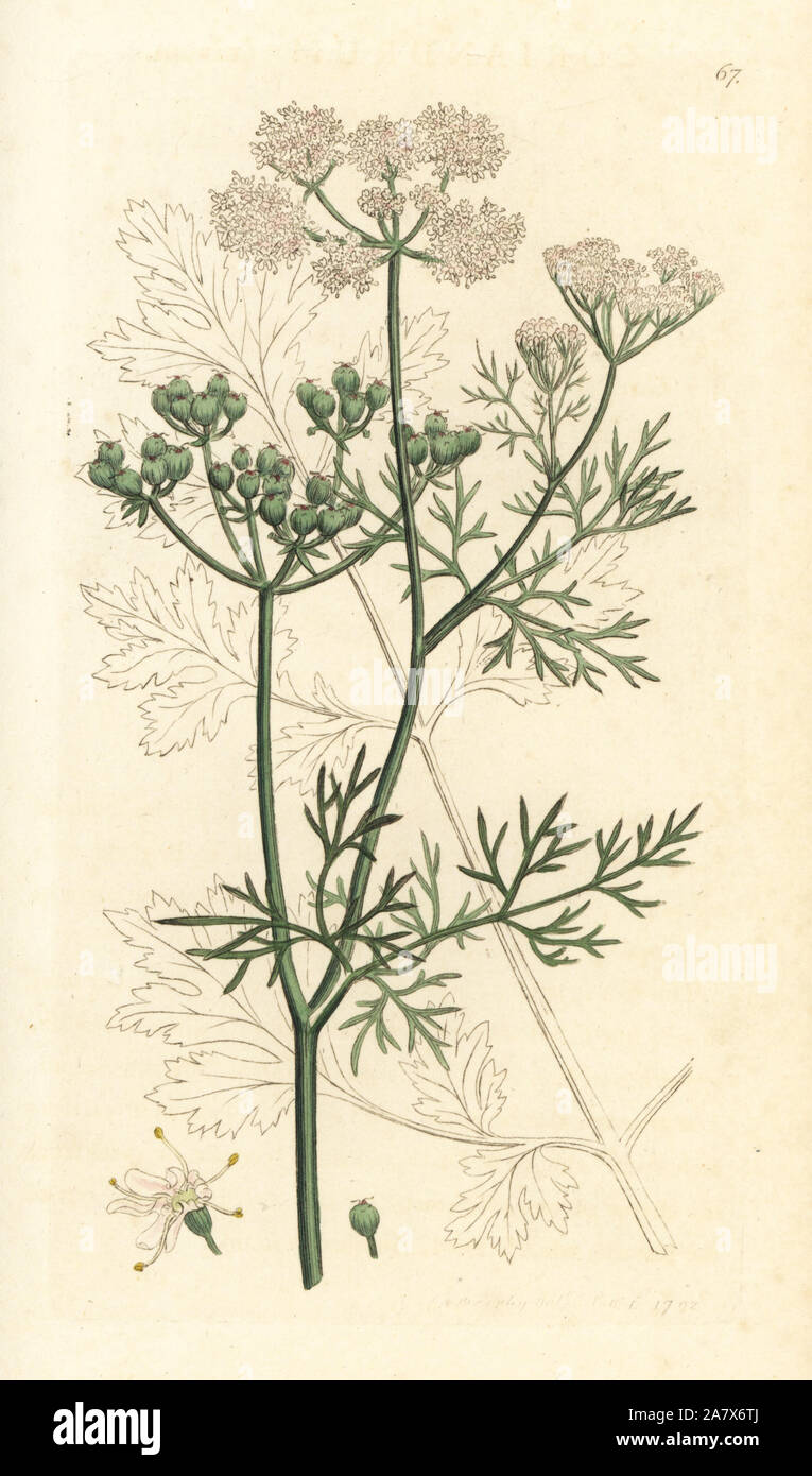 Coriander, Coriandrum sativum. Handcoloured copperplate engraving after ...