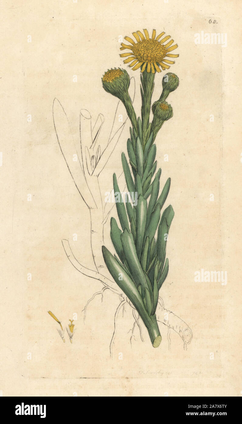 Golden samphire, Limbarda crithmoides (Samphire-leaved fleabane, Inula crithmoides). Handcoloured copperplate engraving after an illustration by James Sowerby from James Smith's English Botany, London, 1792. Stock Photo