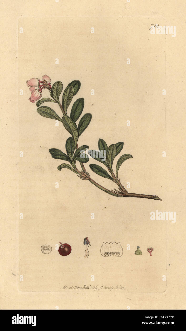 Bearberry, Arctostaphylos uva-ursi (Red-trailing arbutus, Arbutus uva-ursi). Handcoloured copperplate engraving after a drawing by James Sowerby for James Smith's English Botany, 1800. Stock Photo