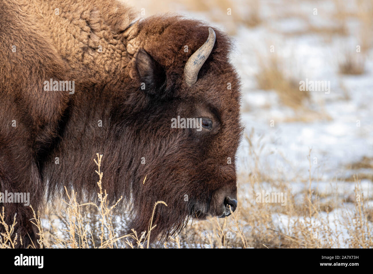 American Bison (Bison bison) Rocky Mountain Arsenal Wildlife Refuge ...