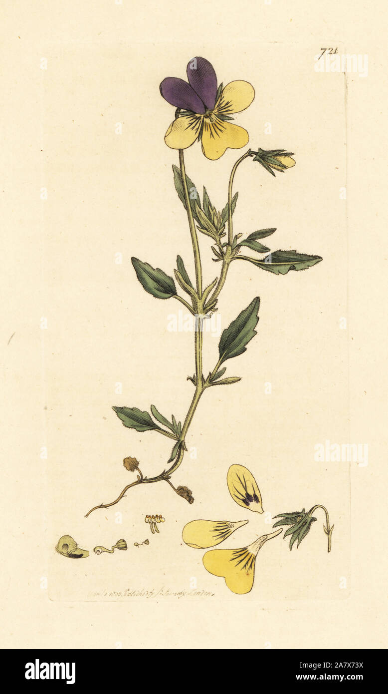 Yellow mountain pansy, Viola lutea. Handcoloured copperplate engraving after a drawing by James Sowerby for James Smith's English Botany, 1800. Stock Photo