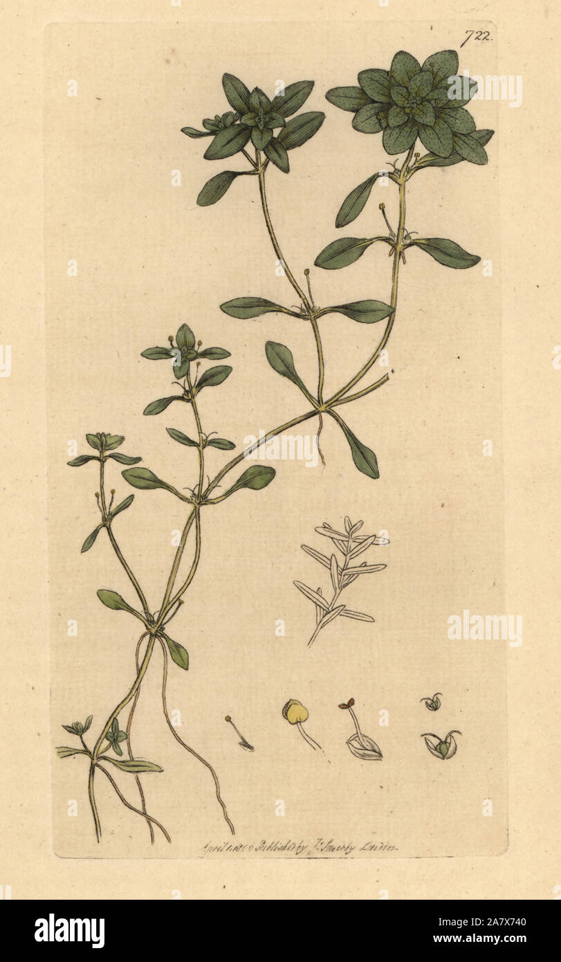 Spiny water starwort, Callitriche palustris (Water starwort, Callitriche aquatica). Handcoloured copperplate engraving after a drawing by James Sowerby for James Smith's English Botany, 1800. Stock Photo