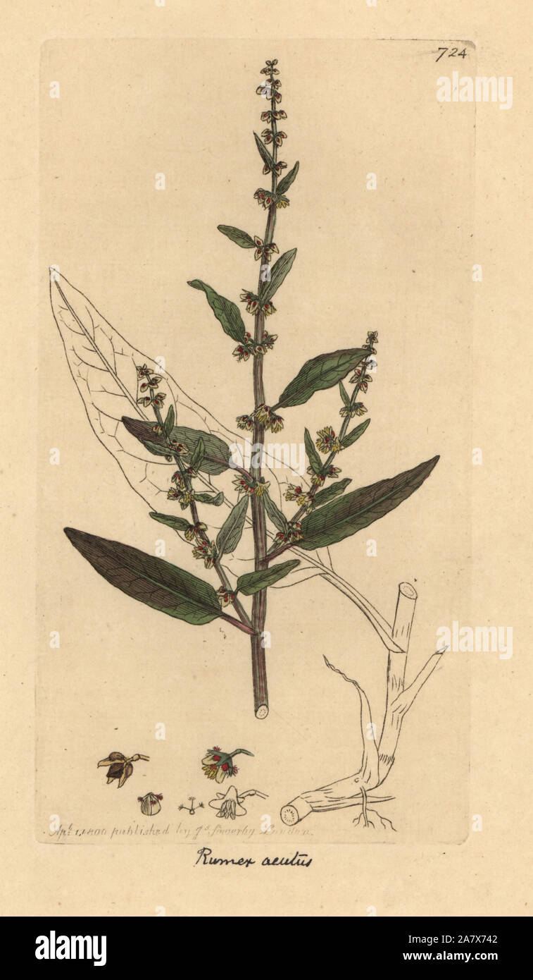 Sharp dock, Rumex conglomeratus (Rumex acutus). Handcoloured copperplate engraving after a drawing by James Sowerby for James Smith's English Botany, 1800. Stock Photo