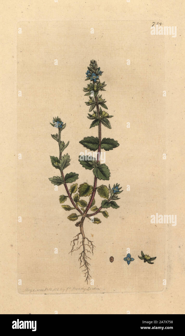 Wall speedwell, Veronica arvensis. Handcoloured copperplate engraving after a drawing by James Sowerby for James Smith's English Botany, 1800. Stock Photo