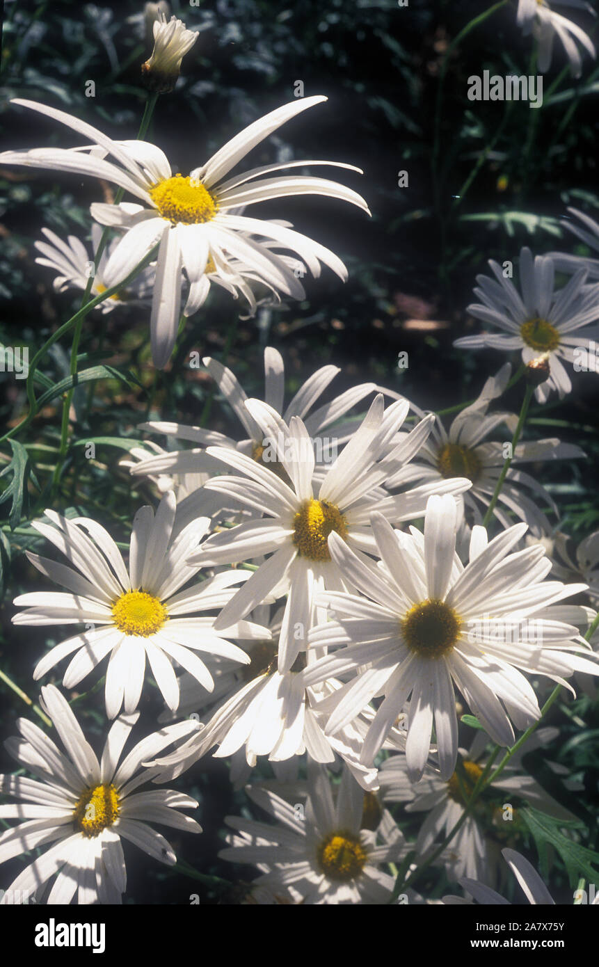 ARGYRANTHEMUM (CHRYSANTHEMUM) FRUTESCENS (MARGUERITE OR PARIS DAISIES
