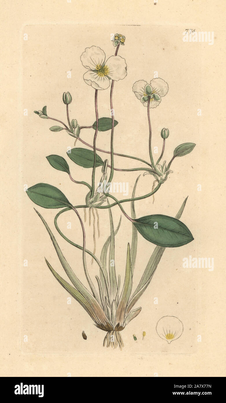 Floating water plantain, Luronium natans (Alisma natans). Handcoloured copperplate engraving after a drawing by James Sowerby for James Smith's English Botany, 1800. Stock Photo