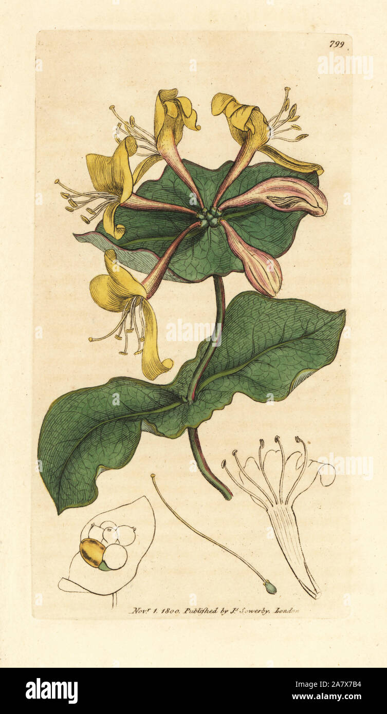 Pale perfoliate honeysuckle, Lonicera caprifolium. Handcoloured copperplate engraving after a drawing by James Sowerby for James Smith's English Botany, 1800. Stock Photo
