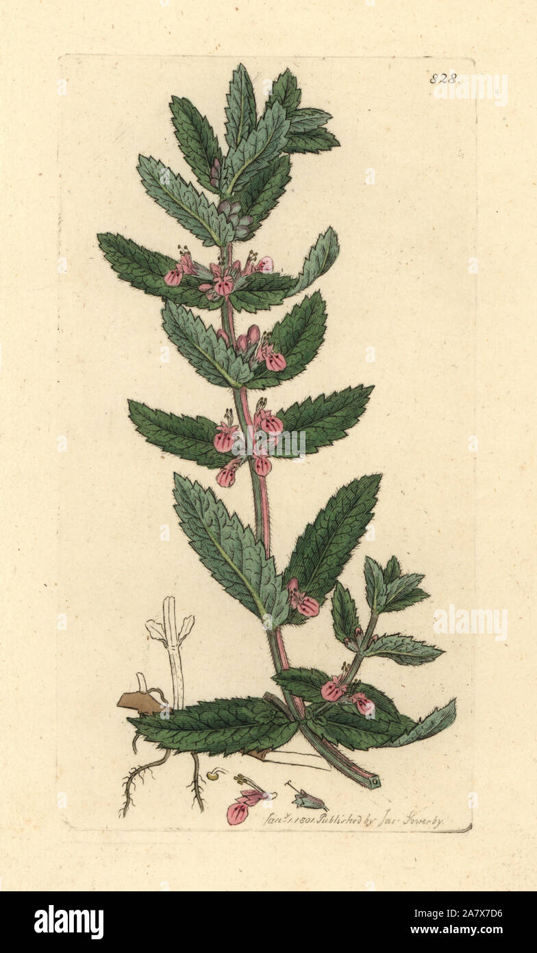 Water germander, Teucrium scordium. Handcoloured copperplate engraving after a drawing by James Sowerby for James Smith's English Botany, 1801. Stock Photo