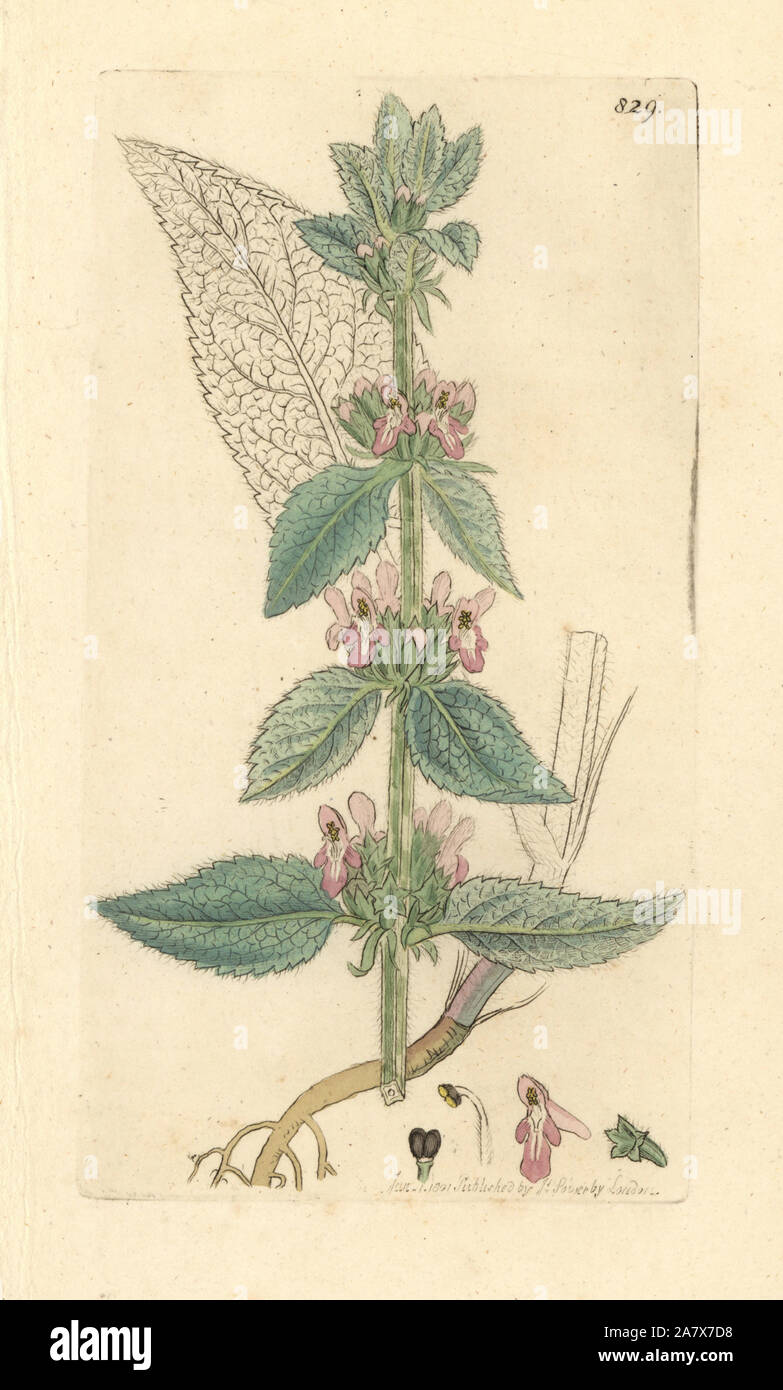 Downy woundwort, Stachys germanica. Handcoloured copperplate engraving after a drawing by James Sowerby for James Smith's English Botany, 1801. Stock Photo