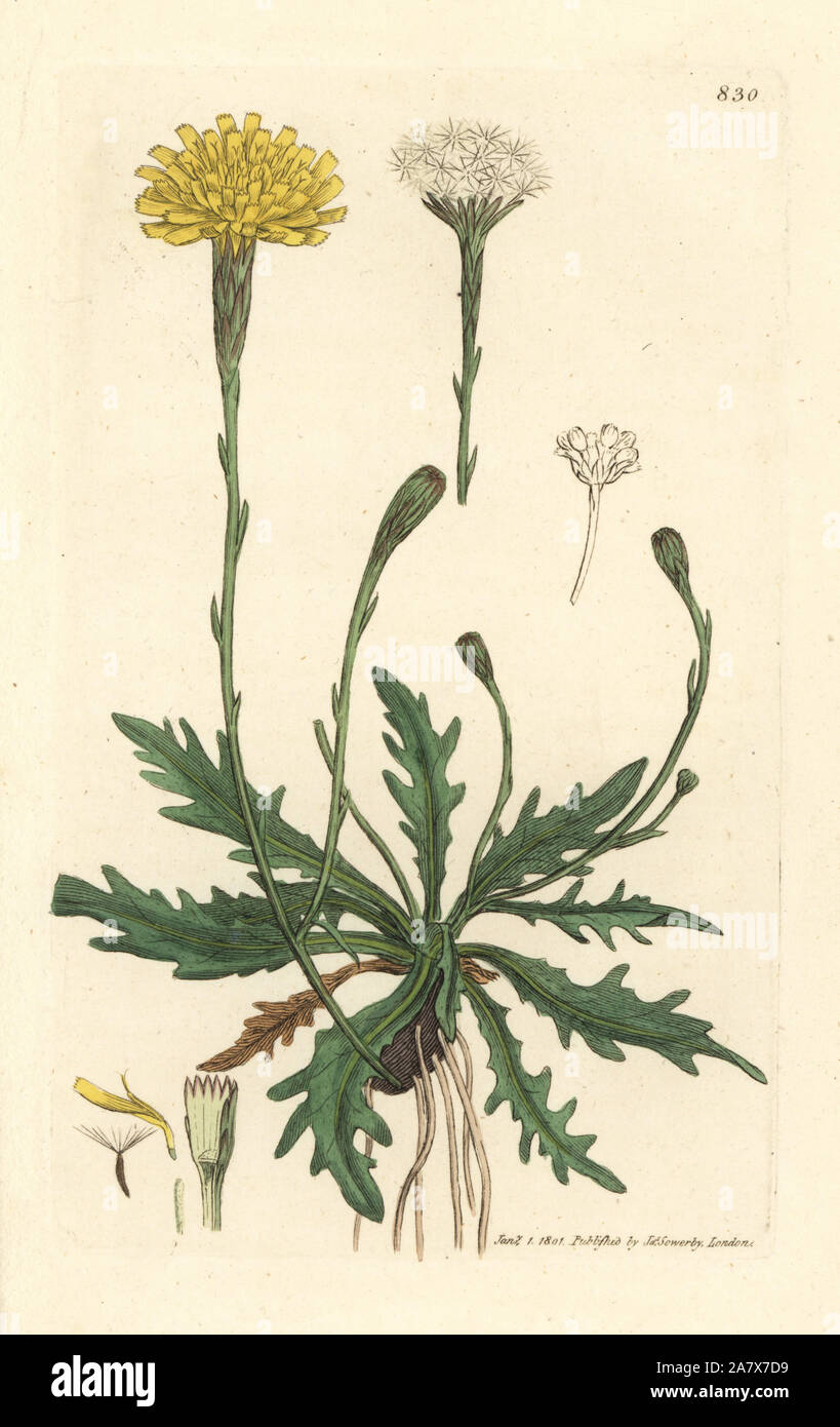Autumn hawkbit, Scorzoneroides autumnalis (Autumnal hedypnois, Hedypnois autumnalis). Handcoloured copperplate engraving after a drawing by James Sowerby for James Smith's English Botany, 1801. Stock Photo