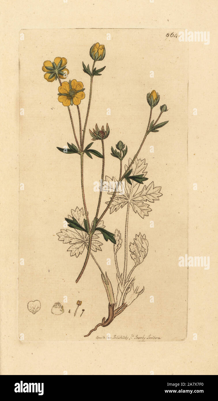 Trailing tormentil, Potentilla reptans (Tormentilla reptans). Handcoloured copperplate engraving after a drawing by James Sowerby for James Smith's English Botany, 1801. Stock Photo