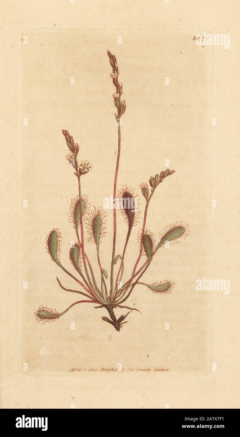 Round-leaved sundew, Drosera rotundifolia. Handcoloured copperplate engraving after a drawing by James Sowerby for James Smith's English Botany, 1801. Stock Photo