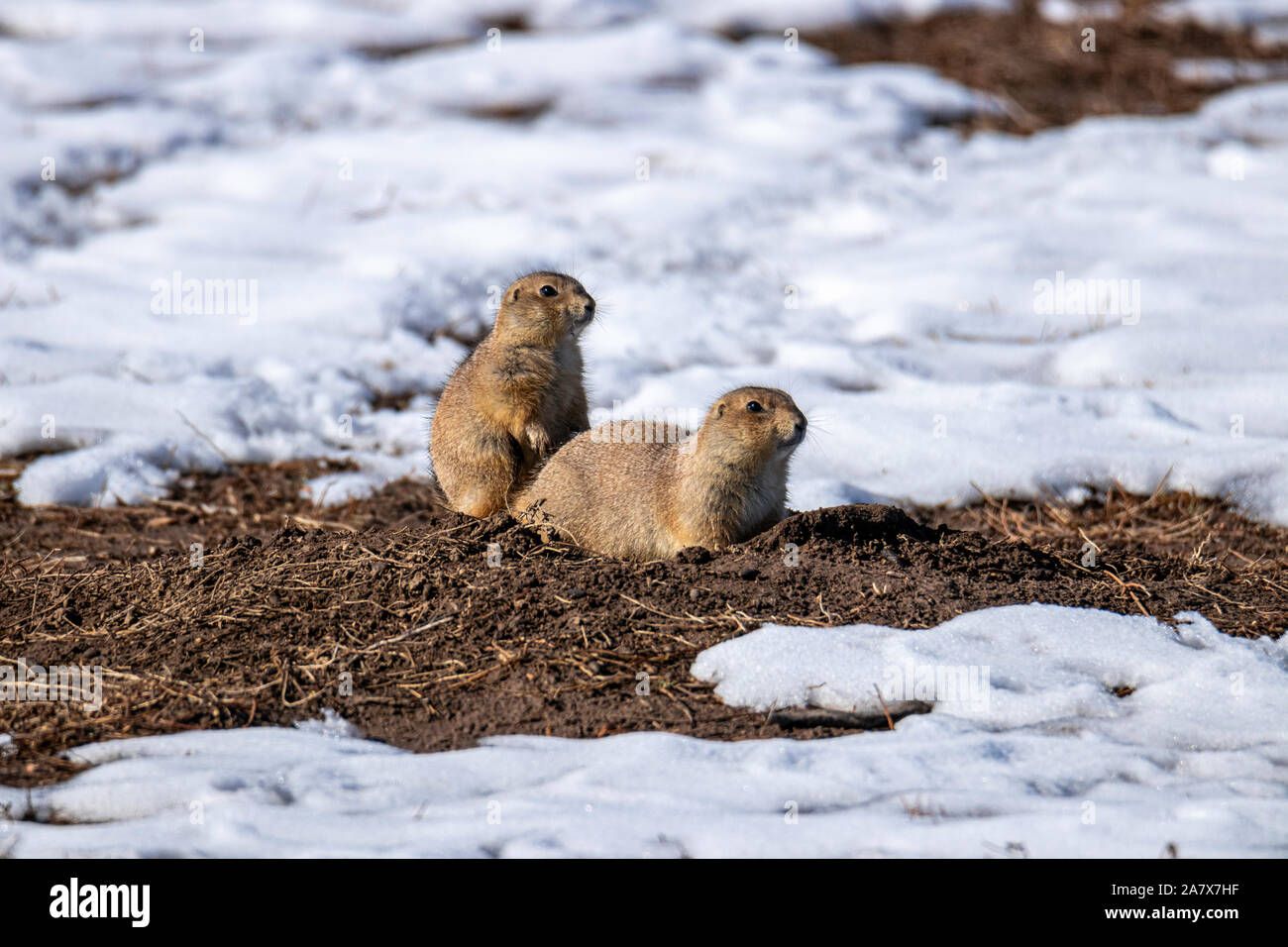 Black Tailed Prairie Dog (Cynomys ludovicianus) very commonly known to carry the plague, Rocky Mountain Arsenal Wildlife Refuge Colorado,USA Stock Photo