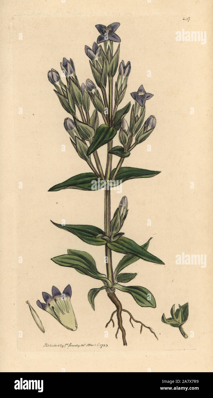Field gentian, Gentianella campestris (Gentiana campestris). Handcoloured copperplate engraving after a drawing by James Sowerby for James Smith's English Botany, 1795. Stock Photo