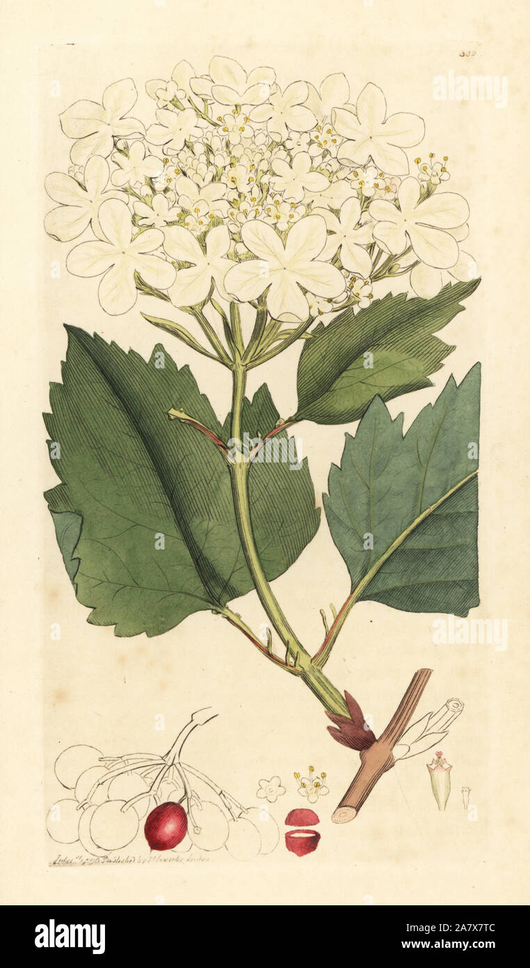 Guelder rose drawing hires stock photography and images Alamy