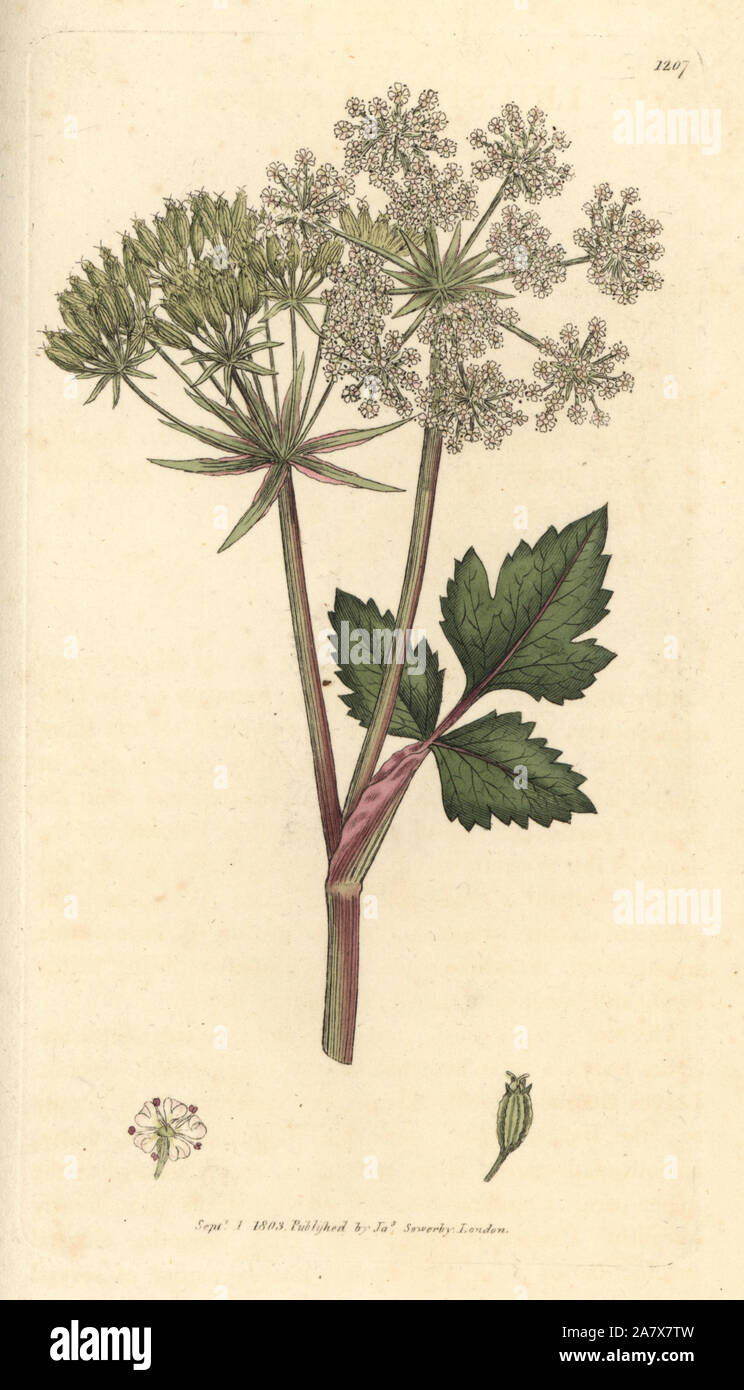 Scottish lovage, Scottish licorice-root, Ligusticum scoticum. Handcoloured copperplate engraving from a drawing by James Sowerby for Smith's 'English Botany' (1803). Sowerby was a tireless illustrator of natural history books and illustrated books on botany, mycology, conchology and geology. Stock Photo