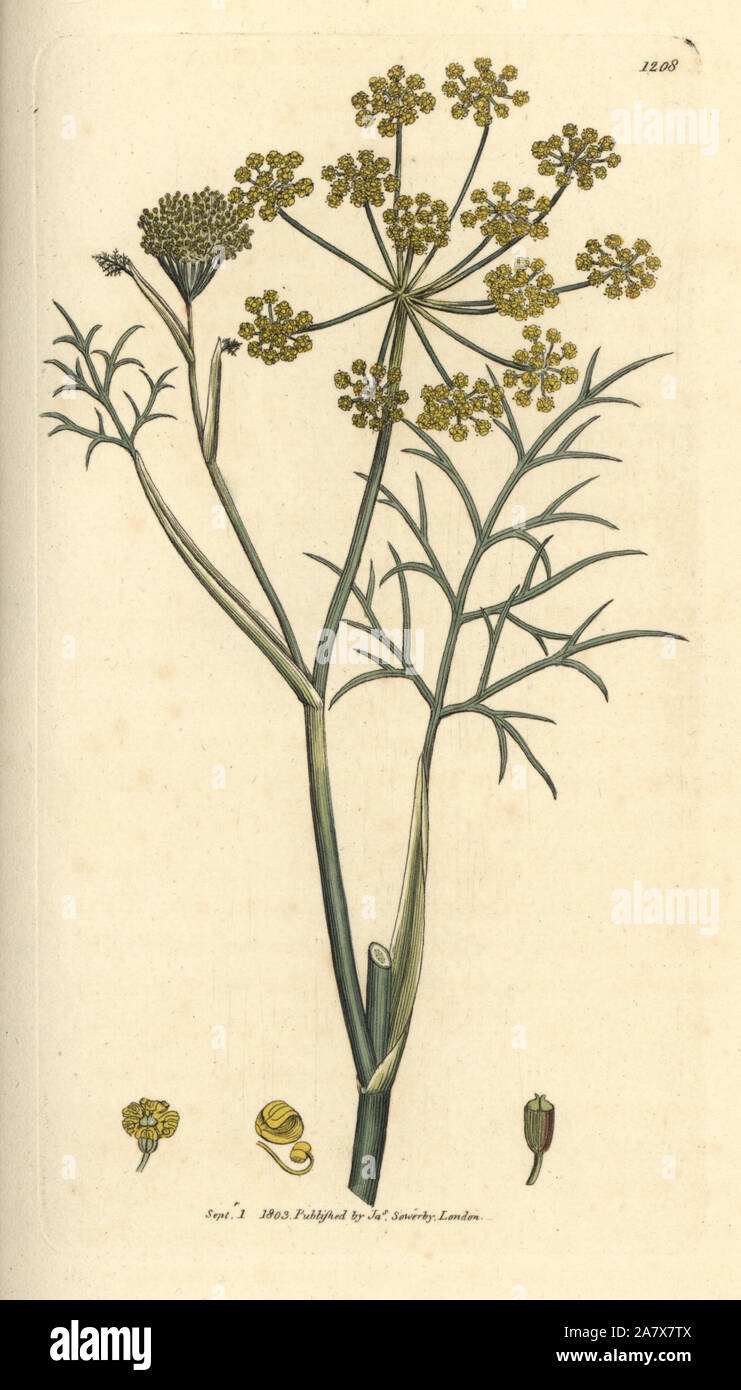 Fennel, Foeniculum vulgare, Handcoloured copperplate engraving from a drawing by James Sowerby for James Smith's English Botany, 1803. Sowerby was a tireless illustrator of natural history books and illustrated books on botany, mycology, conchology and geology. Stock Photo