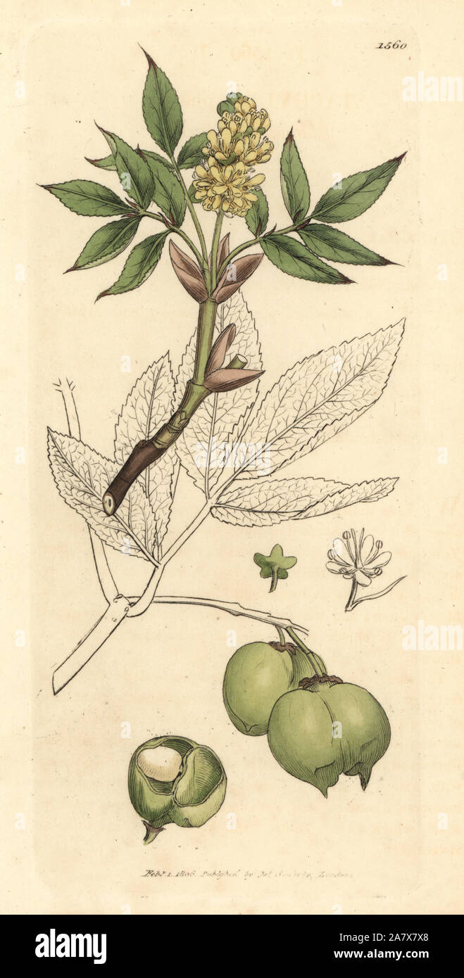 Bladdernut, Staphylea pinnata. Handcoloured copperplate engraving after a drawing by James Sowerby for James Smith's English Botany, 1806. Stock Photo