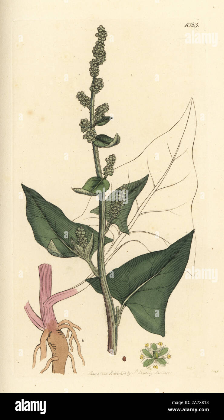 Good King Henry or poor-man's asparagus, Chenopodium bonus-henricus. Handcoloured copperplate engraving after a drawing by James Sowerby for James Smith's English Botany, 1802. Stock Photo