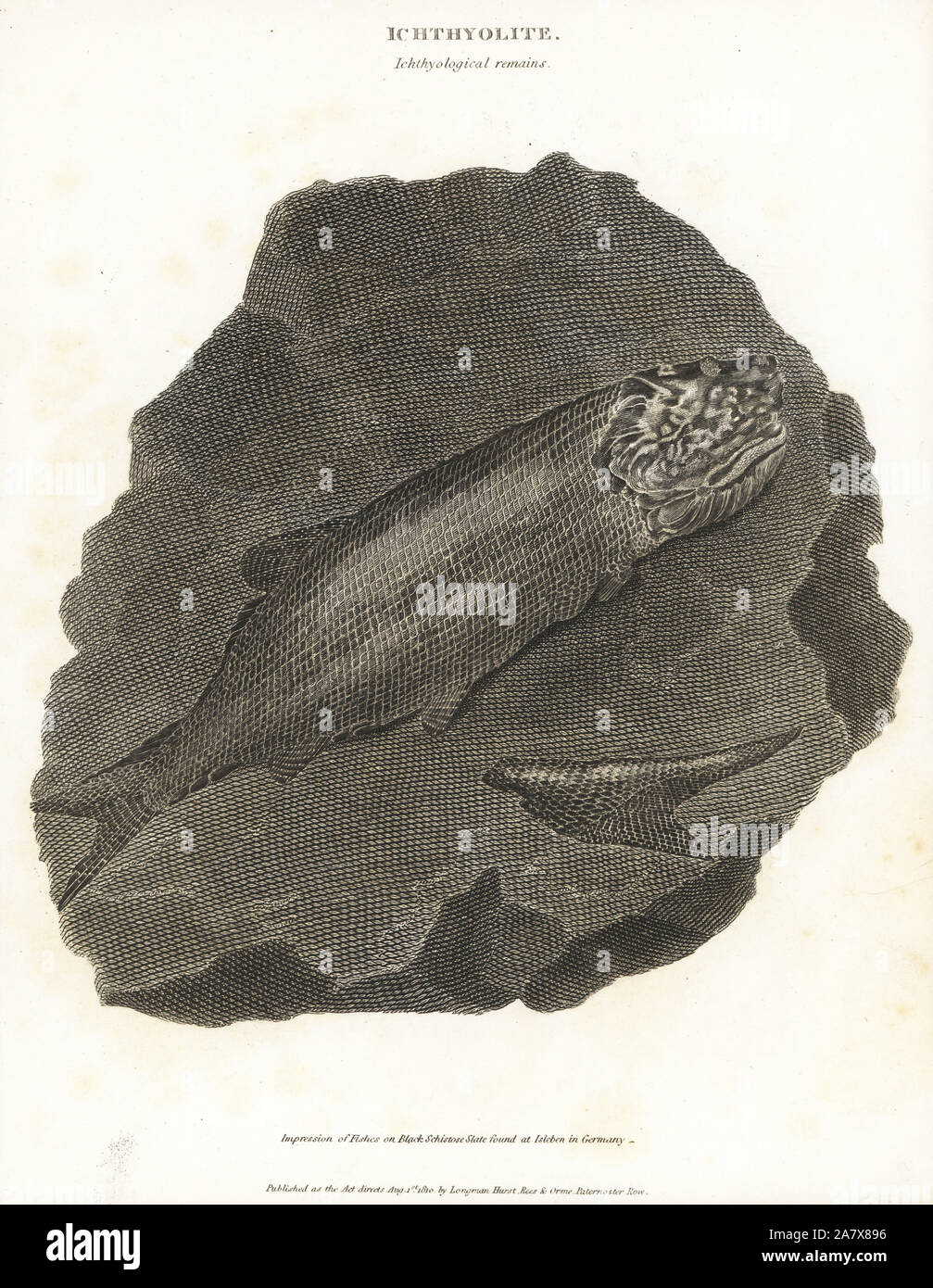 Ichthyological fossils of extinct fish. Impression of fishes on black schistose slate found at Isleben in Germany. Copperplate engraving from Abraham Rees' Cyclopedia or Universal Dictionary of Arts, Sciences and Literature, Longman, Hurst, Rees, Orme and Brown, London, 1810. Stock Photo