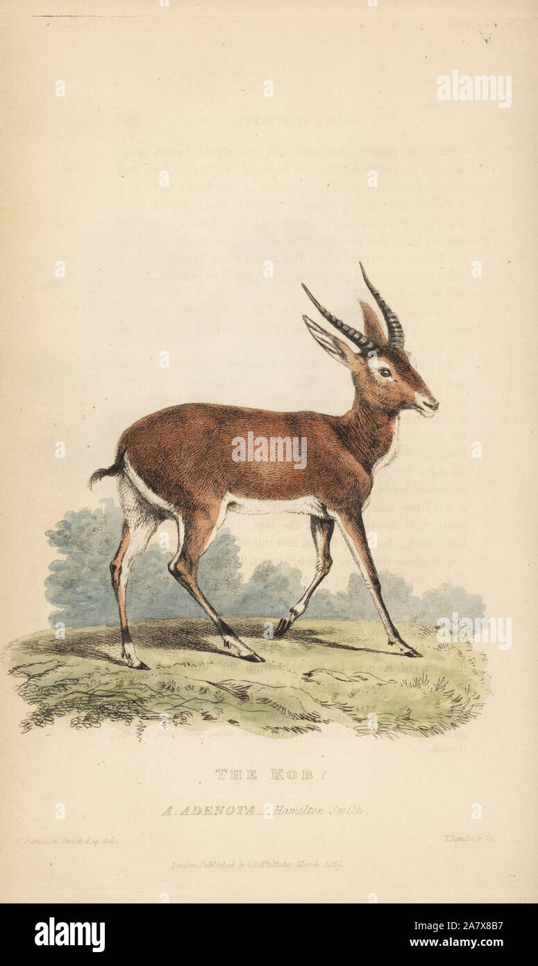 Antilope adenota hi-res stock photography and images - Alamy