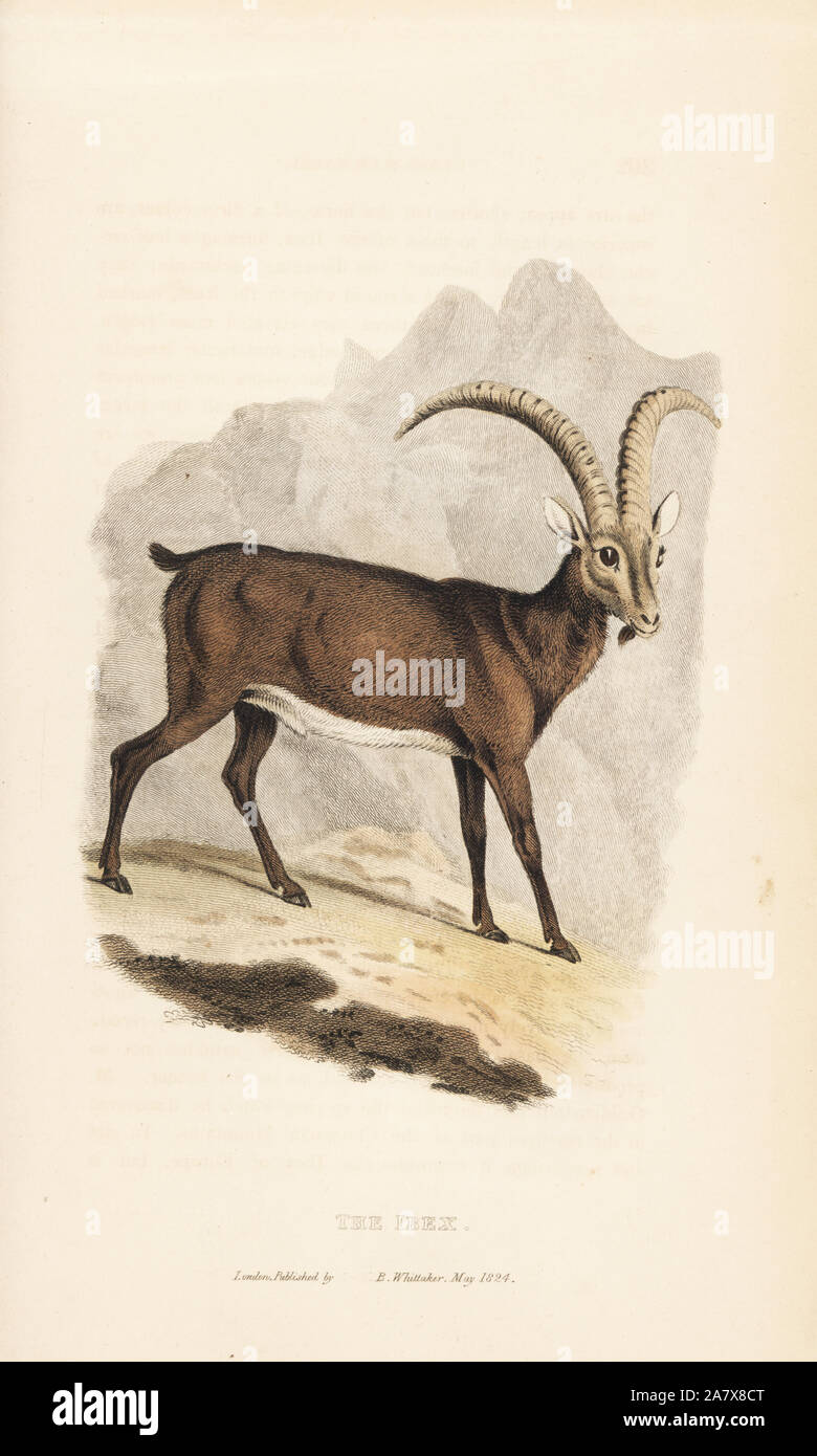 Alpine ibex, Capra ibex. Handcoloured engraving from Edward Griffith's The Animal Kingdom by the Baron Cuvier, London, Whittaker, 1827. Stock Photo