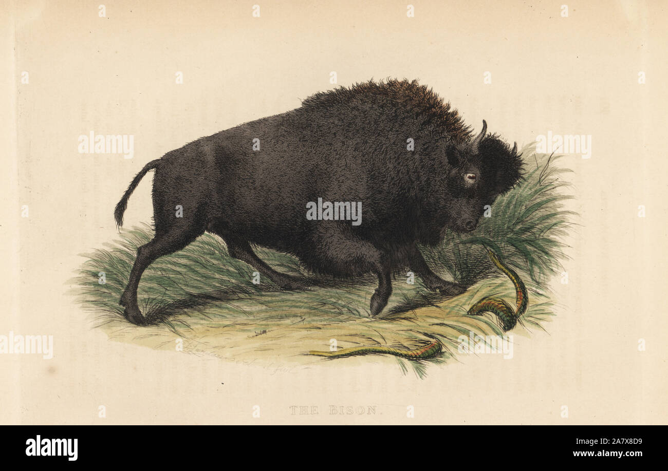 American bison, Bison bison (Bison, Bos americanus). Handcoloured engraving from Edward Griffith's The Animal Kingdom by the Baron Cuvier, London, Whittaker, 1827. Stock Photo