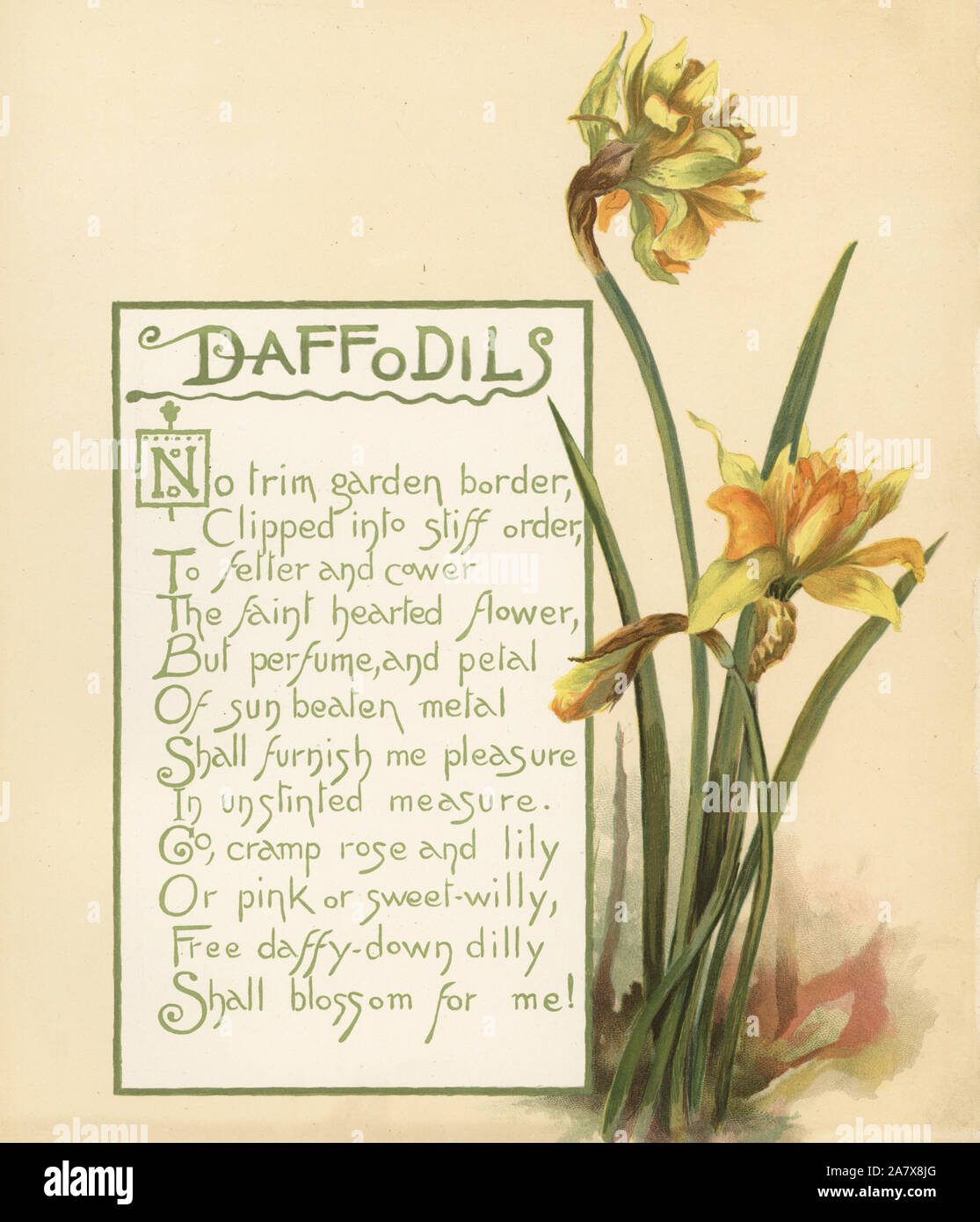 Daffodils, Narcissus pseudonarcissus, with calligraphic poem. Chromolithograph by Louis Prang from Alice Ward Bailey's Flower Fancies, Boston, 1889. Illustrated by Lucy Baily, Eleanor Ecob Morse, Olive Whitney, Ellen Fisher, Fidelia Bridges, C. Ryan and F. Schuyler Mathews. Stock Photo